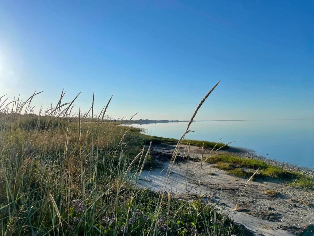 Strandeng med strandhavre langs kysten ved Vidjeparken